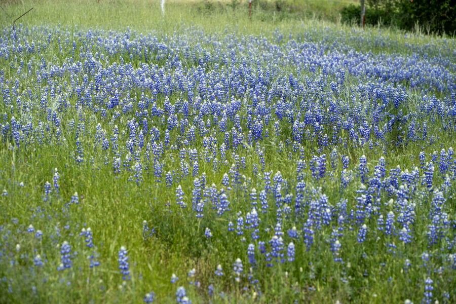 A meadow full of blue lupine wildflowers in the Sierra foothills