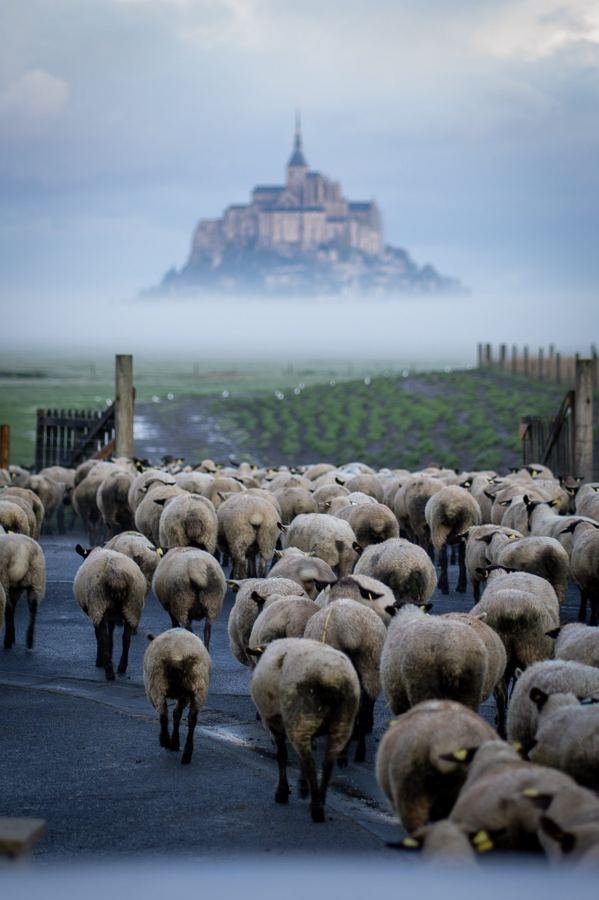 A flock of sheep walking toward Mont Saint-Michel rising out of the fog
